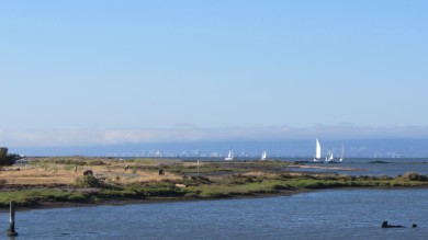 Sail boats go out on a sunny day, San Francisco in the background